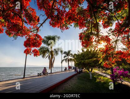 A flowering Tabachin tree, also called Royal Poinciana (Delonix regia), frames the waterfront promenade of Lake Chapala in Ajijic, Jalisco, Mexico. Stock Photo
