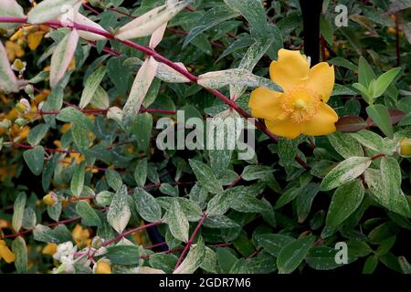 Hypericum x mosnerianum ‘Day Break’ gold flower Daybreak – golden yellow flowers and cream leaves mottled dark green,  July, England, UK Stock Photo