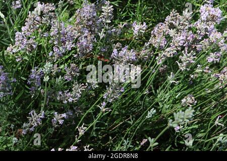 Lavandula angustifolia ‘Rosea’ pink English lavender – dense spikes of scented tiny violet pink flowers, July, England, UK Stock Photo