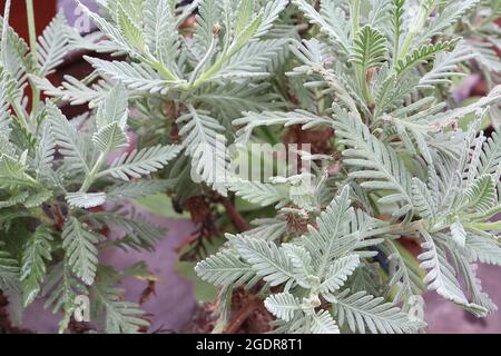 Lavandula minutolii var minutolii fern leaf lavender – dense spikes of scented tiny mauve flowers and silver grey finely divided leaves,  July, UK Stock Photo