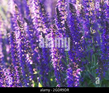 Purple mountain lupine in the rays of the setting sun Stock Photo - Alamy