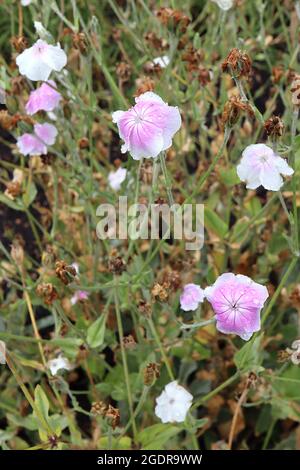 Lychnis / Silene coronaria ‘Oculata’ rose campion Oculata – white flowers with pink wash and dark pink veins,  July, England, UK Stock Photo