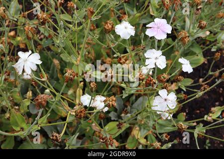 Lychnis / Silene coronaria ‘Oculata’ rose campion Oculata – white flowers with pink wash and dark pink veins,  July, England, UK Stock Photo