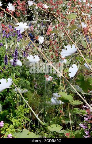 Macleaya x kewensis ‘Flamingo’  plume poppy Flamingo – airy panicles of tiny pink flowers and large intricately palmately lobed leaves,  July, England Stock Photo