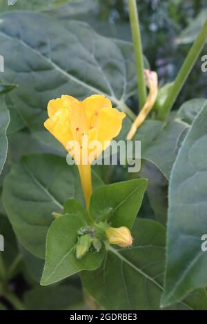 Mirabilis jalapa yellow Marvel of Peru – strongly scented funnel-shaped flowers with ruffled petals, July, England, UK Stock Photo