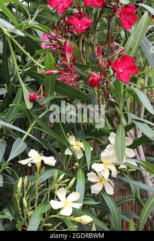 Nerium oleander ‘Cherry Red’  Oleander Cherry Red large salver-shaped red flowers, Nerium oleander ‘Vanilla Cream’ Oleander Vanilla Cream Cream flower Stock Photo