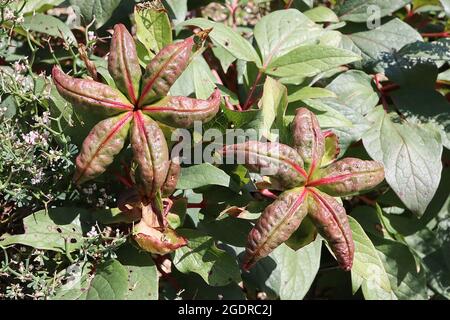 Peony seed pods Stock Photo - Alamy