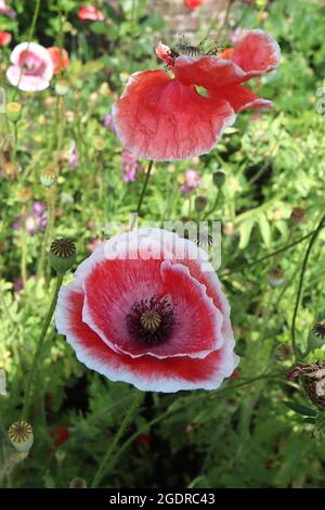 Papaver rhoeas Shirley Double Mixed corn poppy ‘Shirley Double Mixed’ – red flowers with white margins and centre, creased petals,  July, England, UK