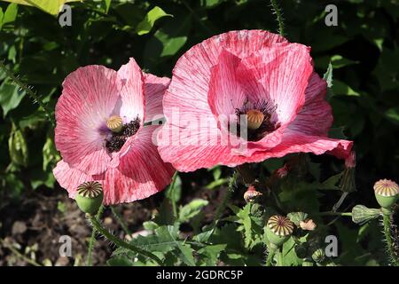 Papaver rhoeas Shirley Double Mixed corn poppy ‘Shirley Double Mixed’ – mottled red pink and white flowers with creased petals,  July, England, UK