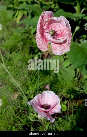 Papaver rhoeas Shirley Double Mixed corn poppy ‘Shirley Double Mixed’ – mottled red pink and white flowers with creased petals,  July, England, UK