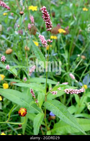 Persicaria affinis ‘Donald Lowndes’ lesser knotweed Donald Lowndes – tiny pale pink flower clusters on short stems, large oval leaf clumps,  July, UK Stock Photo