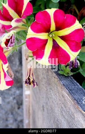 Petunia ‘Amore Queen of Hearts’ Lime green funnel-shaped flowers with deep pink heart margins,  July, England, UK Stock Photo