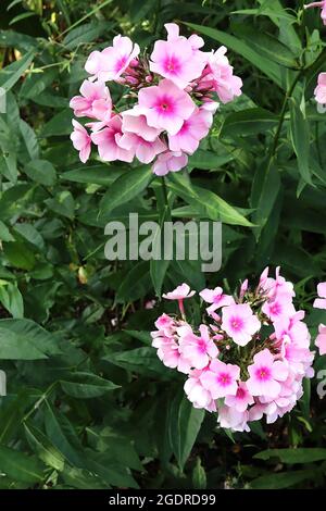 Phlox paniculata ‘Bright Eyes’ perennial phlox Bright Eyes – pale pink flowers with deep pink centre, flower buds,  July, England, UK Stock Photo