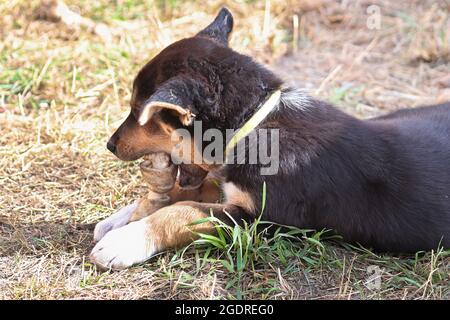 A young puppy chews on a leather bone Stock Photo