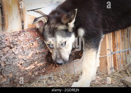 A shy unsure puppy hides to the side of a fence Stock Photo