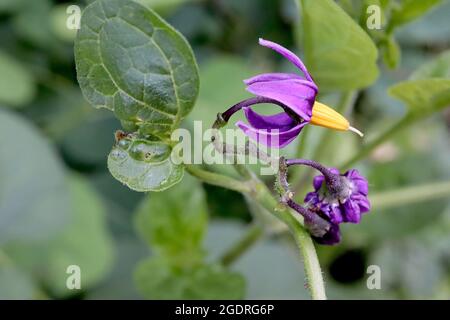 Solanum dulcamara bittersweet nightshade – deep purple flowers with reflexed petals and fused yellow stamens, large lobed leaves,  July, England, UK Stock Photo