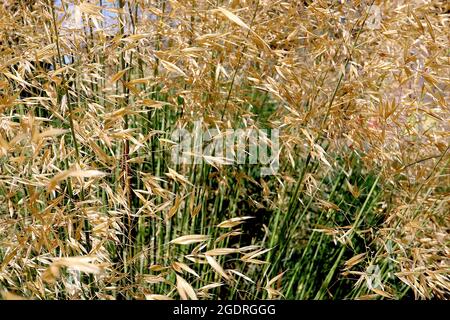 Stipa gigantea golden oats – widely spaced buff gold spikelets in loose panicles on very tall green stems,  July, England, UK Stock Photo