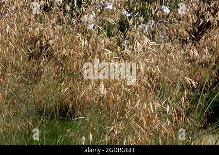 Stipa gigantea golden oats – widely spaced buff gold spikelets in loose panicles on very tall green stems,  July, England, UK Stock Photo