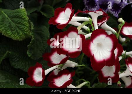 Streptocarpus ‘Roulette Cherry’ Cape primrose Roulette Cherry - white flat-funnelled flowers with deep red margins and white tubular base,  July, UK Stock Photo