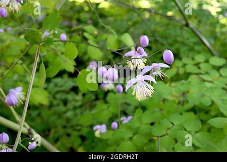 Thalictrum delavayi ‘Ankum’ Chinese meadow rue Ankum – airy panicles of pendulous mauve flowers with long white yellow-tipped stamens, tall stems, Stock Photo