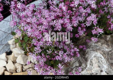 Thalictrum kiusianum Kyushu meadow rue – clusters of fluffy tubular violet-tipped mauve flowers, short stems,  July, England, UK Stock Photo