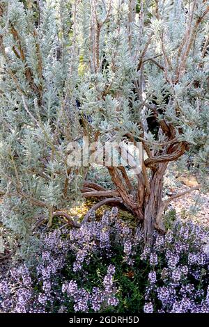 Thymus sibthorpii  Sibthorp thyme – tiny lavender flowers, Rosmarinus x mendizabalii woolly rosemary – grey green hairy needle-like leaves, Stock Photo