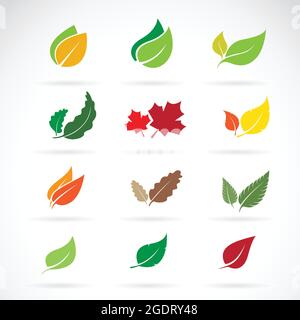 Vector set of color autumn fallen leaves on white background. Easy editable layered vector illustration. Stock Vector