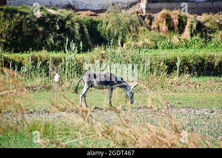 Donkey on the farmers field in Luxor, Egypt Stock Photo