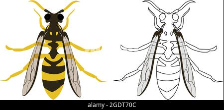 Hornet or Wasp Vector Illustration Fill and Outline Isolated on White Background. Insects Bugs Worms Pest and Flies. Entomology or Pest Control Stock Vector
