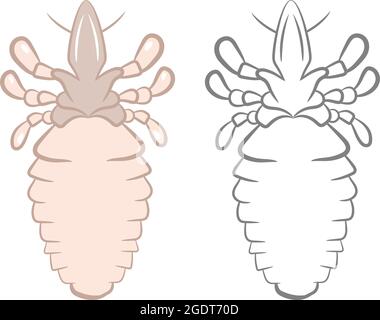 Realistic Illustration of Lice or Tick Insect. Isolated on White Background. Insects Bugs Worms Pest and Flies. Stock Vector