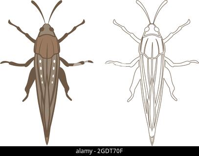 Realistic Illustration of Locust or Grasshopper Insect. Isolated on White Background. Insects Bugs Worms Pest and Flies. Stock Vector