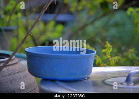 The blue plastic basin with the water, water bowl, and Frangipani, Plumeria, flower. Stock Photo