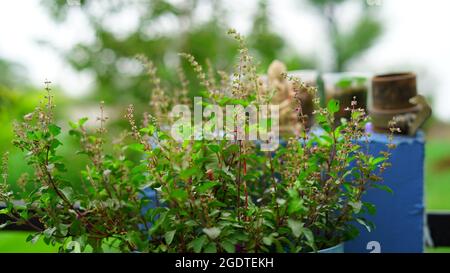 Tulsi plant and many branched subshrub, 30 to 60 cm tall with hairy stems Leaves are green vegetable blooming in garden on nature background Stock Photo