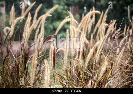 Inflorescence of Bristly foxtail grass (Setaria parviflora) Stock Photo