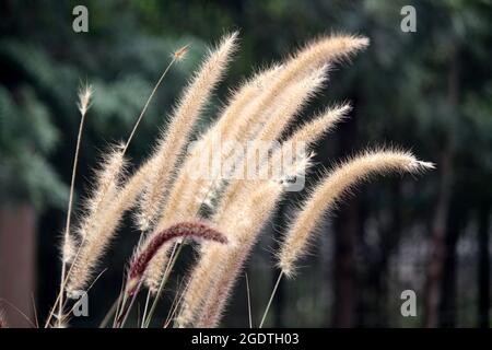 Inflorescence of Bristly foxtail grass (Setaria parviflora) Stock Photo