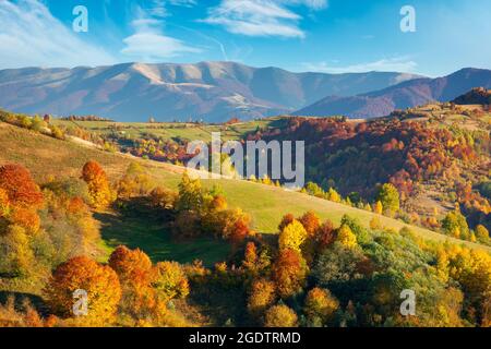 autumnal countryside of carpathian mountains. beautiful landscape in evening light. trees in colorful foliage and fields on rolling hills. ridge in th Stock Photo