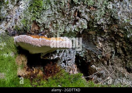 Heterobasidion annosum, known as Annosus root rot, growing on a spruce Stock Photo