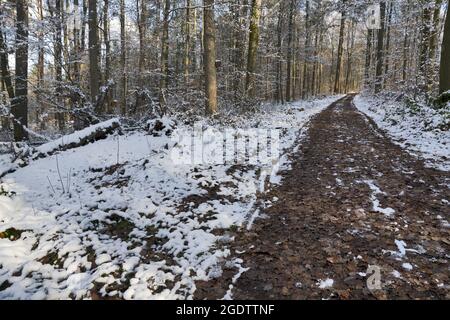 Germany: forest in winter Stock Photo