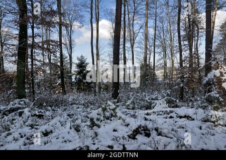 Germany: forest in winter Stock Photo