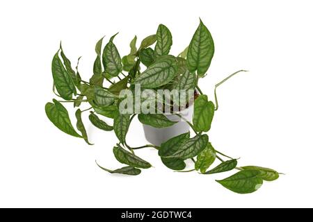 Tropical 'Monstera Siltepecana' houseplant in flower pot isolated on white background Stock Photo