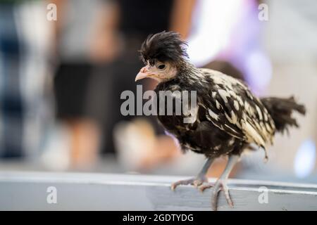 A closeup shot of a black and silkie chick standing on the fence Stock Photo
