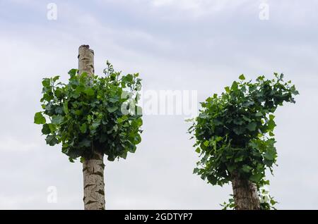 Trees with cropped tops against overcast skies. Poplar and birch trunks with new green branches. Trimming city trees. New life. Stock Photo