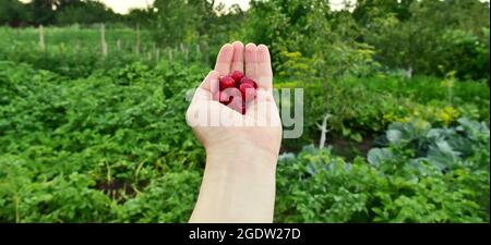 Fresh a sweet cherry fruits in male hand harvesting super foods vitamins Stock Photo