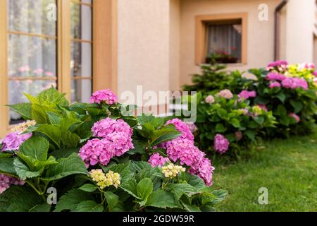 Vibrant pink Hydrangea plant bushes in front garden. Hydrangea macrophylla shrub. Hortensia floral background. Stock Photo