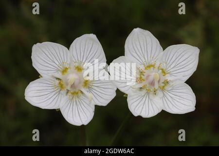 Grass-of-Parnassus Parnassia palustris Stock Photo