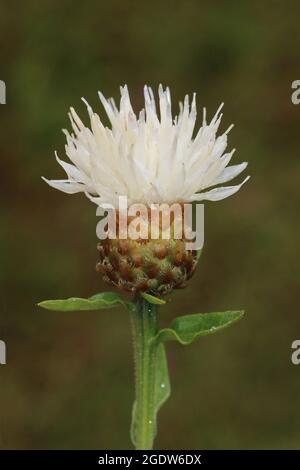 Common Knapweed - Centaurea nigra - unusual white form Stock Photo