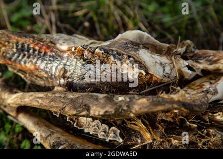 Spine and dead sheep with rib cage and head on bones Stock Photo