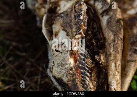 Spine and dead sheep with rib cage and head on bones Stock Photo