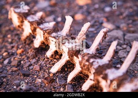 Spine and dead sheep with rib cage and head on bones Stock Photo