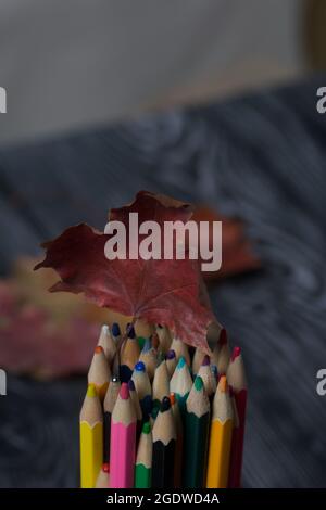 A set of colored pencils for school. They lie on pine boards. Nearby are autumn maple leaves. Stock Photo